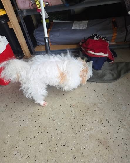 FOUND PET - Oahu | Stolen Stuff Hawaii