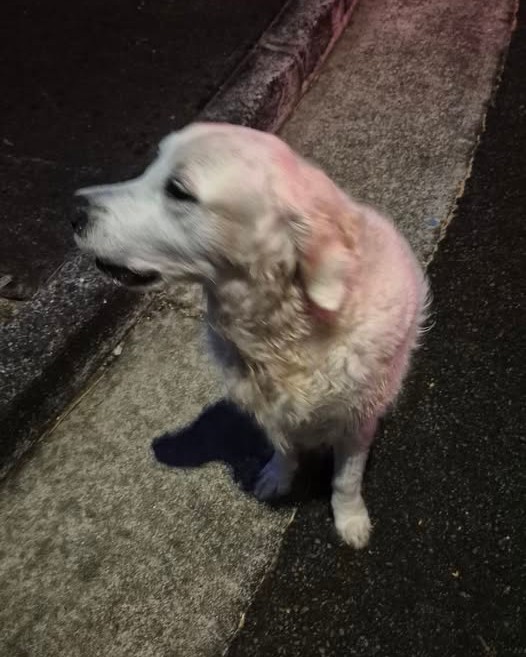 FOUND PET - Oahu | Stolen Stuff Hawaii
