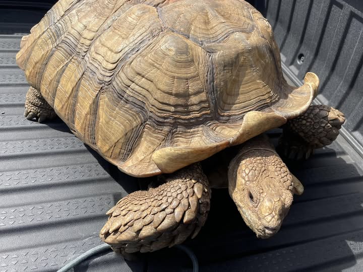 FOUND PET - Oahu | Stolen Stuff Hawaii