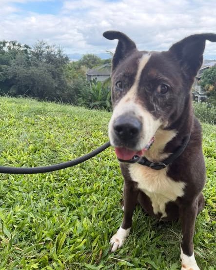 LOST PET - Oahu | Stolen Stuff Hawaii