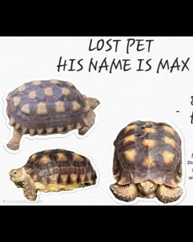 LOST PET - Oahu | Stolen Stuff Hawaii