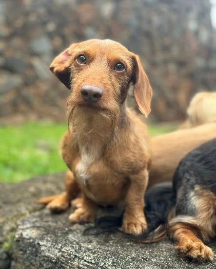 LOST PET - Oahu | Stolen Stuff Hawaii
