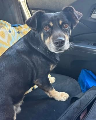 FOUND PET - Oahu | Stolen Stuff Hawaii