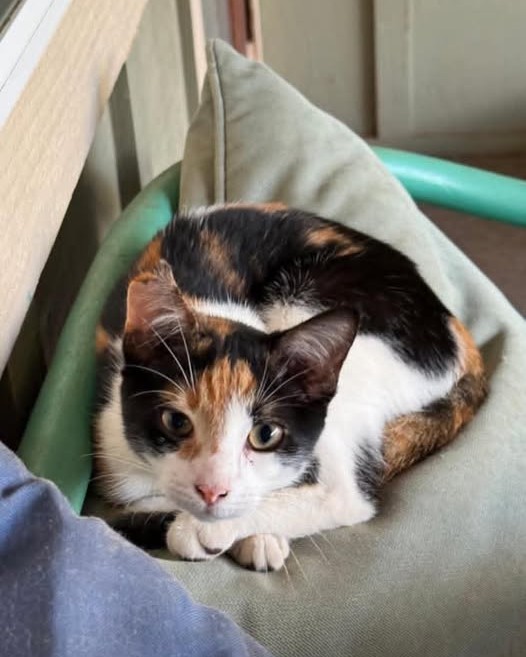 LOST PET - Oahu | Stolen Stuff Hawaii