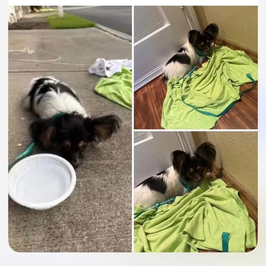 LOST PET - Oahu | Stolen Stuff Hawaii