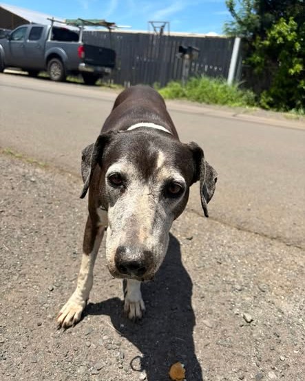 FOUND PET - Oahu | Stolen Stuff Hawaii
