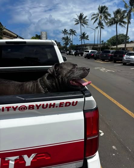 FOUND PET - Oahu | Stolen Stuff Hawaii