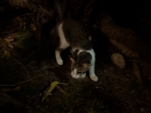 FOUND PET - Corner of Punchbowl and Miller St | Stolen Stuff Hawaii