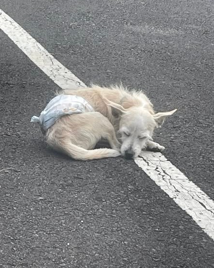 LOST PET - Straub Hospital, Honolulu | Stolen Stuff Hawaii