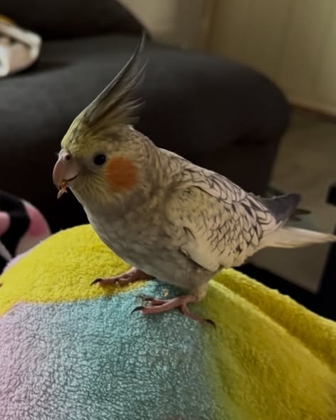 LOST PET - Oahu | Stolen Stuff Hawaii