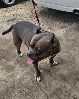 FOUND PET - Oahu | Stolen Stuff Hawaii