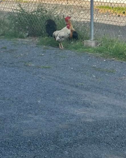 FOUND PET - Oahu | Stolen Stuff Hawaii