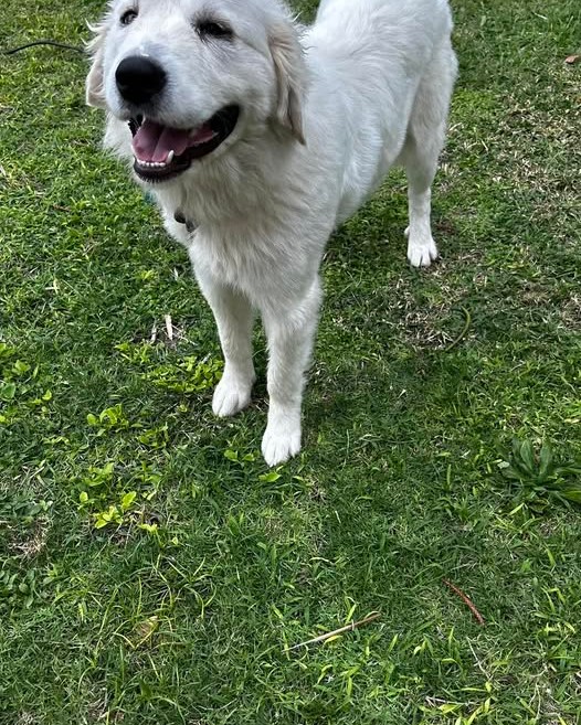 LOST PET - Oahu | Stolen Stuff Hawaii