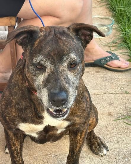 FOUND PET - Oahu | Stolen Stuff Hawaii