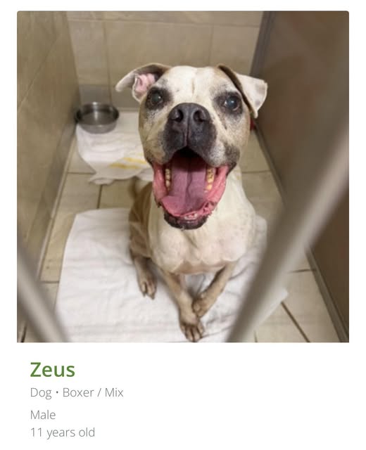 FOUND PET - Oahu | Stolen Stuff Hawaii