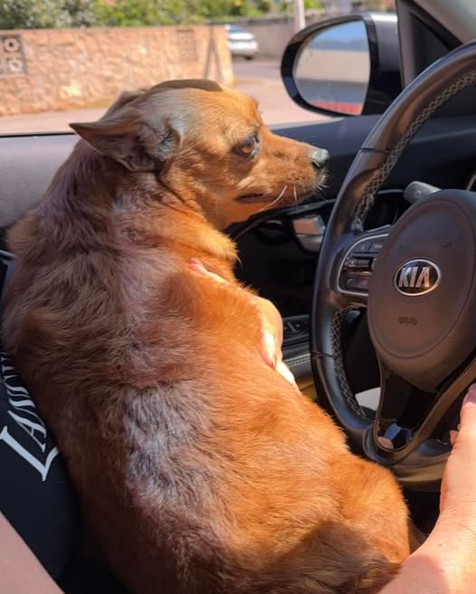 FOUND PET - Oahu | Stolen Stuff Hawaii