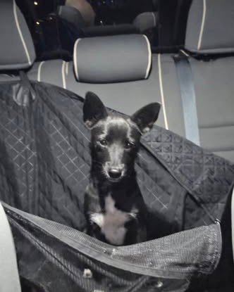 FOUND PET - Oahu | Stolen Stuff Hawaii