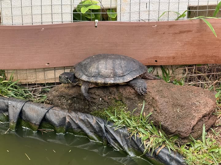 LOST PET - Oahu | Stolen Stuff Hawaii