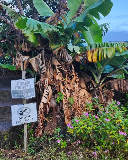 THEFT - Oahu | Stolen Stuff Hawaii