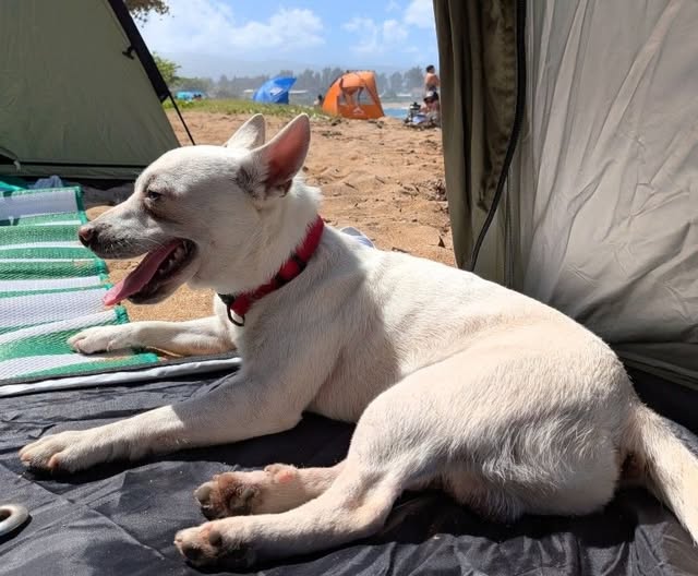LOST PET - Oahu | Stolen Stuff Hawaii