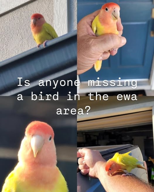 FOUND PET - Oahu | Stolen Stuff Hawaii