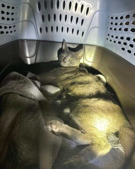 ANIMAL ABUSE - Oahu | Stolen Stuff Hawaii