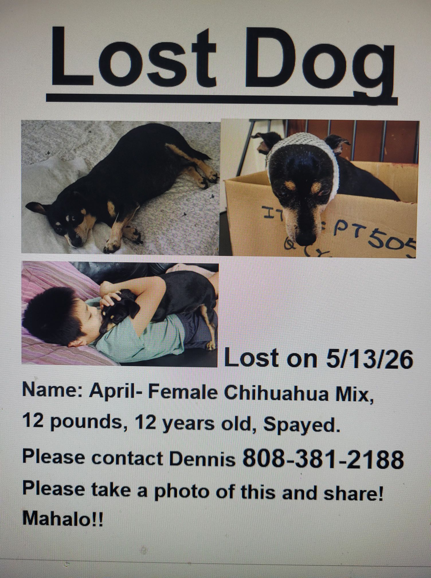 LOST PET - Oahu | Stolen Stuff Hawaii
