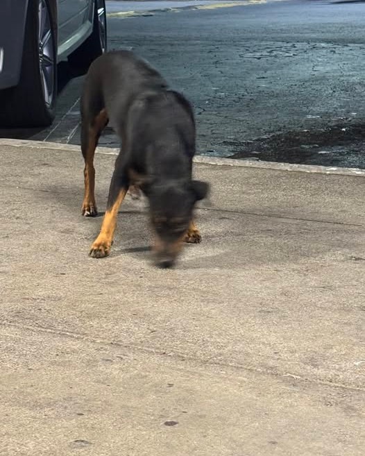 ANIMAL SIGHTING - Oahu | Stolen Stuff Hawaii
