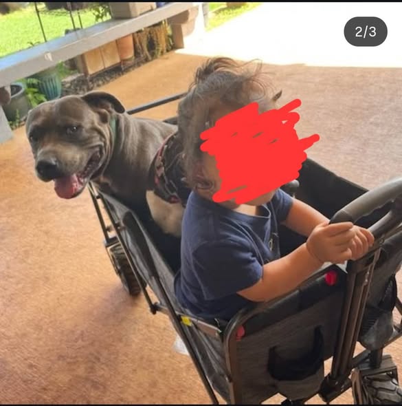 LOST PET - Oahu | Stolen Stuff Hawaii