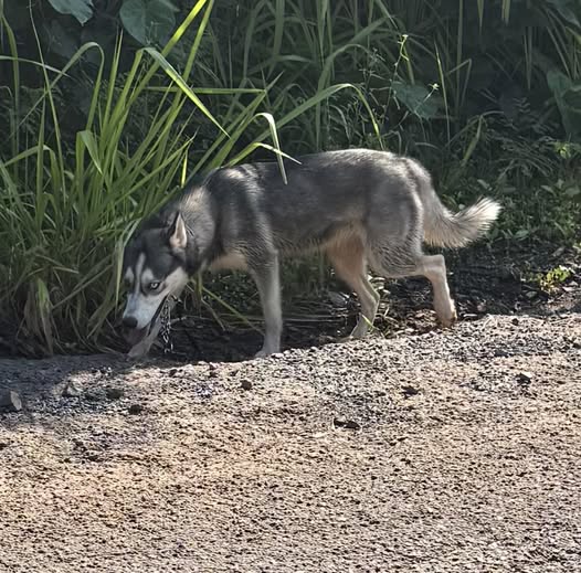 ANIMAL SIGHTING - Oahu | Stolen Stuff Hawaii