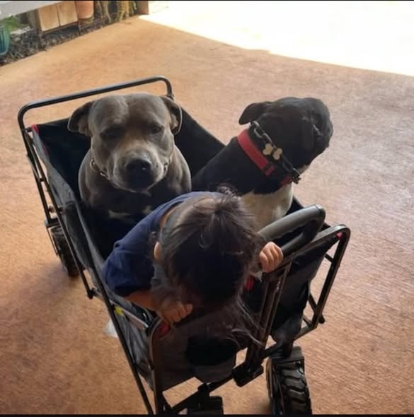 LOST PET - Oahu | Stolen Stuff Hawaii