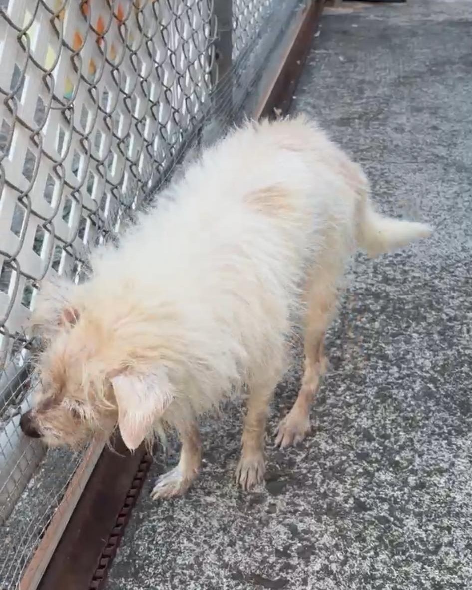 FOUND PET - Oahu | Stolen Stuff Hawaii