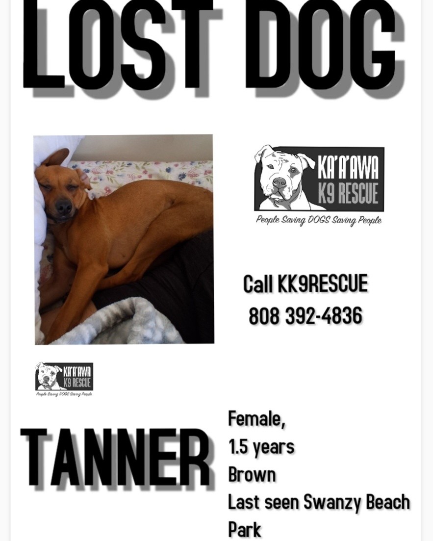 LOST PET - Oahu | Stolen Stuff Hawaii