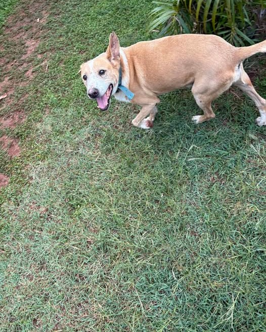 LOST PET - Oahu | Stolen Stuff Hawaii