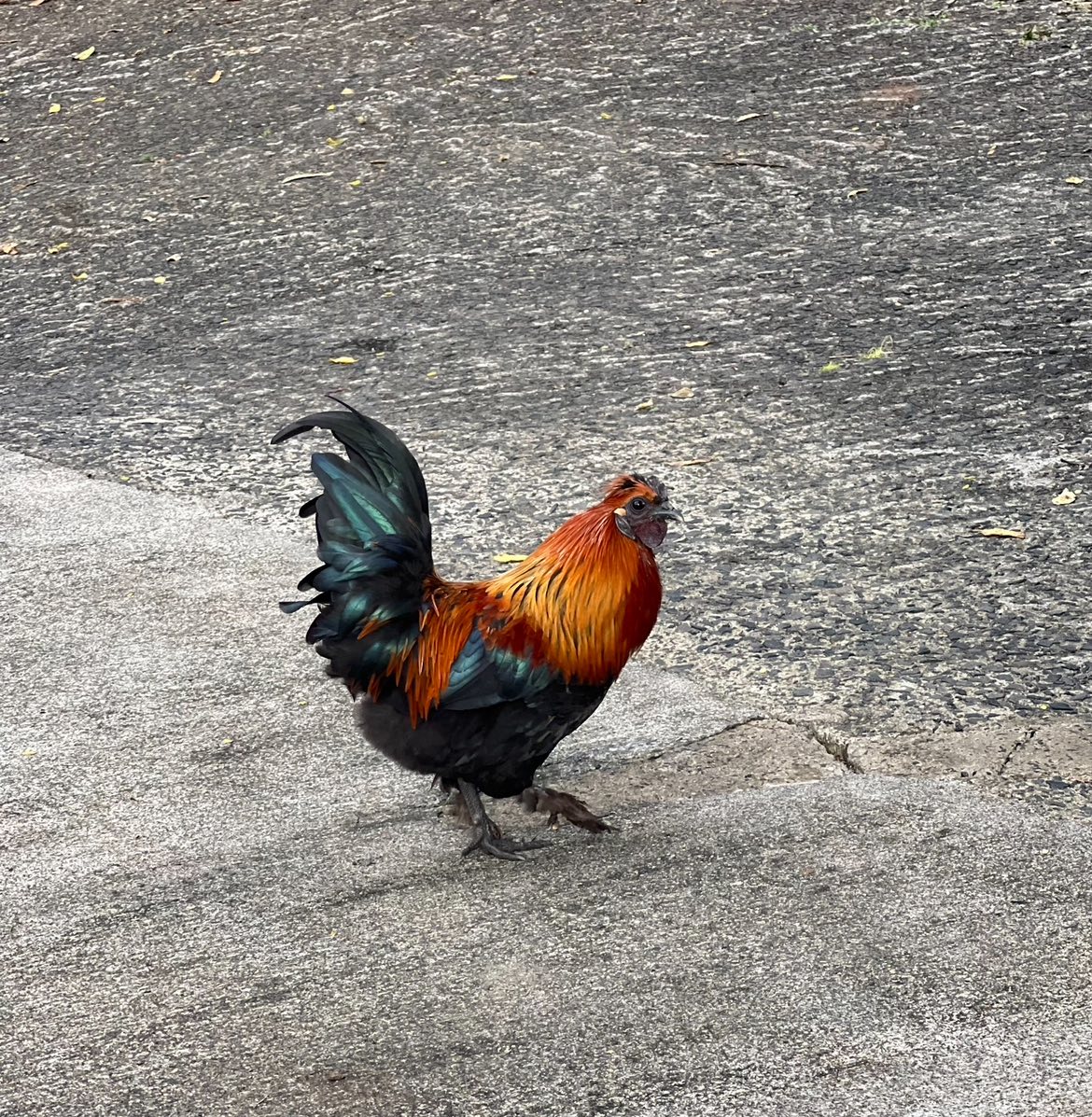 ANIMAL ABUSE - Oahu | Stolen Stuff Hawaii
