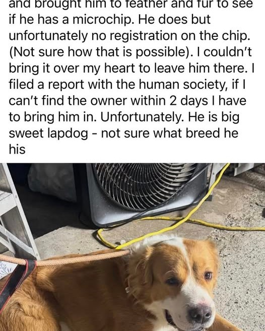 FOUND PET - Oahu | Stolen Stuff Hawaii