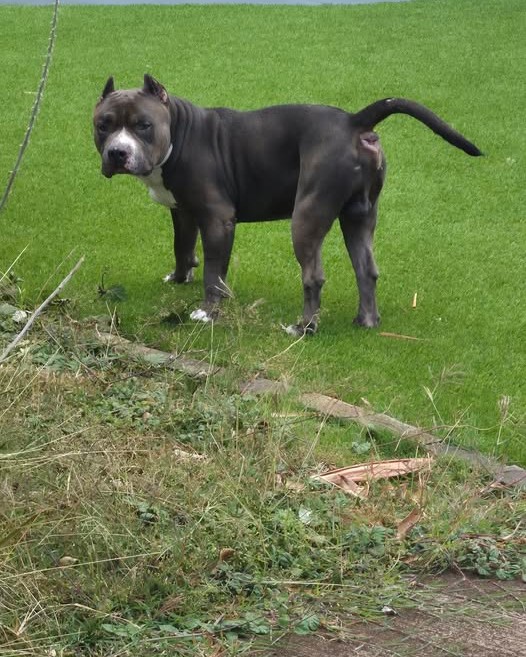ANIMAL SIGHTING - Oahu | Stolen Stuff Hawaii