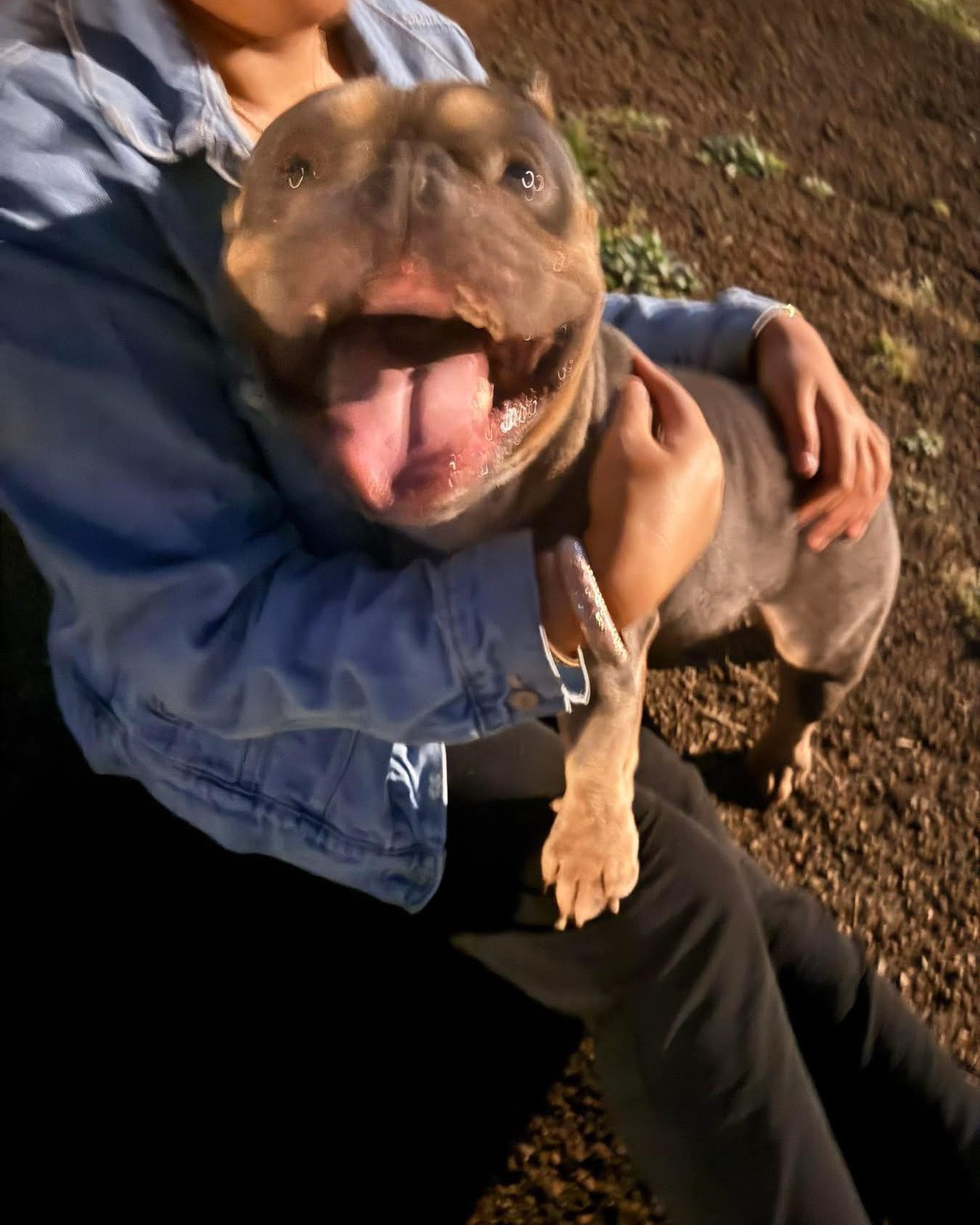 FOUND PET - Oahu | Stolen Stuff Hawaii