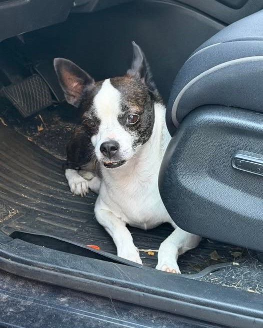 FOUND PET - Oahu | Stolen Stuff Hawaii