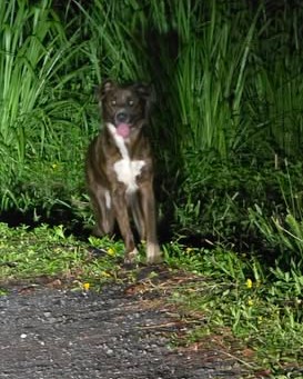 ANIMAL SIGHTING - Oahu | Stolen Stuff Hawaii
