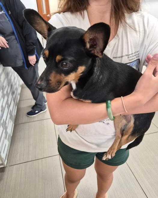 FOUND PET - Oahu | Stolen Stuff Hawaii