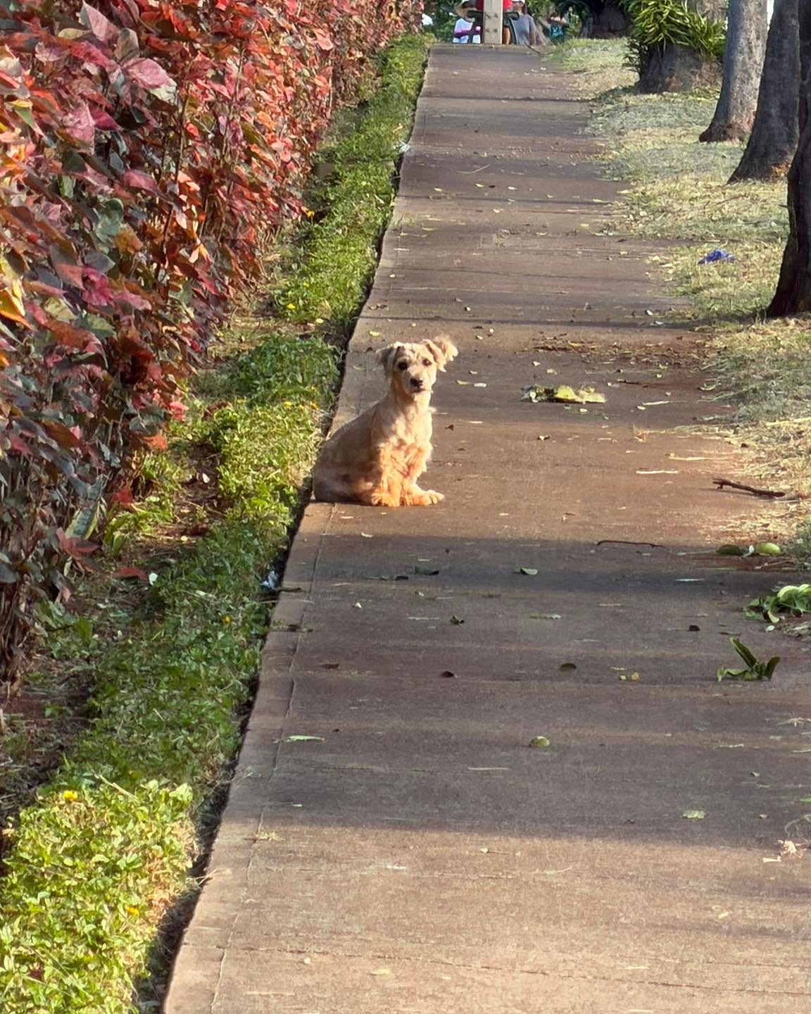 ANIMAL SIGHTING - Oahu | Stolen Stuff Hawaii