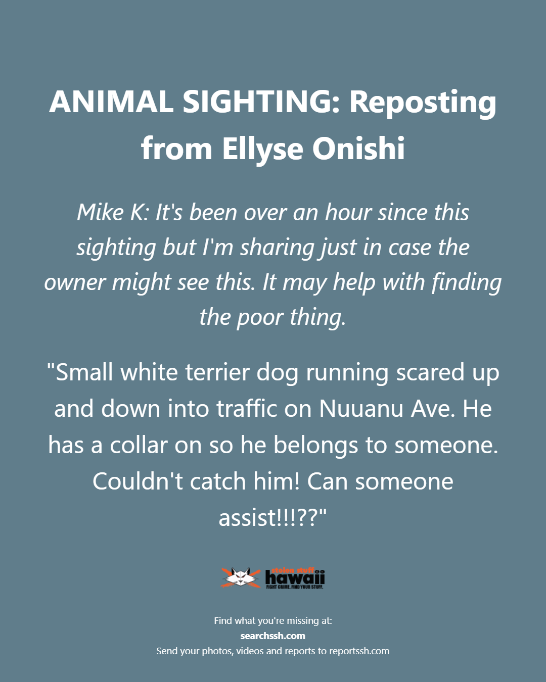 ANIMAL SIGHTING - Oahu | Stolen Stuff Hawaii