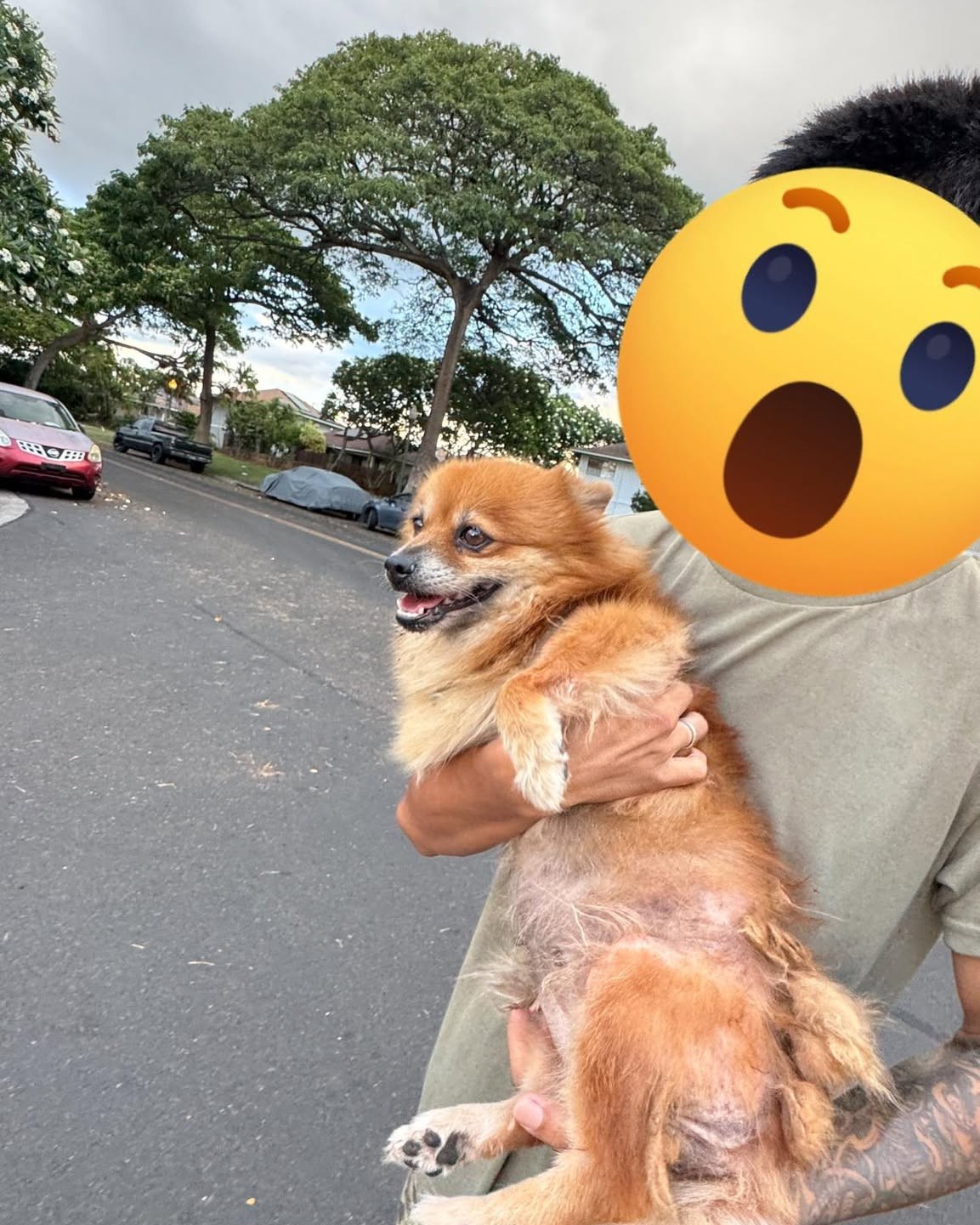 FOUND PET - Oahu | Stolen Stuff Hawaii