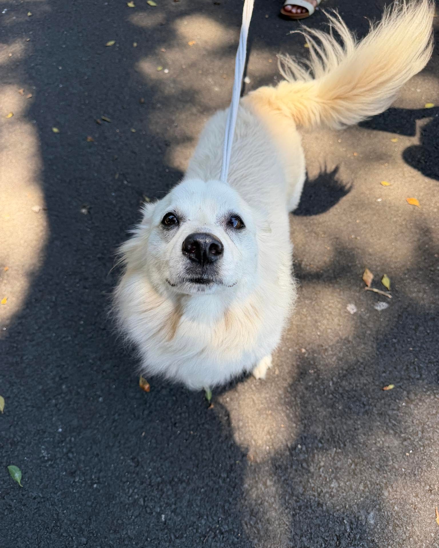 FOUND PET - Oahu | Stolen Stuff Hawaii