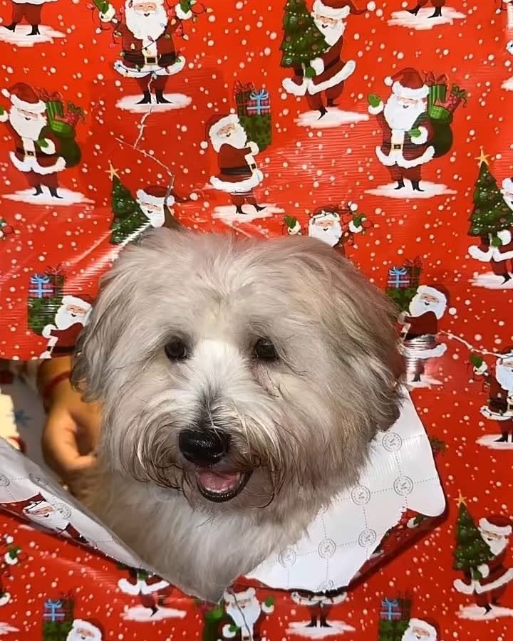 LOST PET - Oahu | Stolen Stuff Hawaii