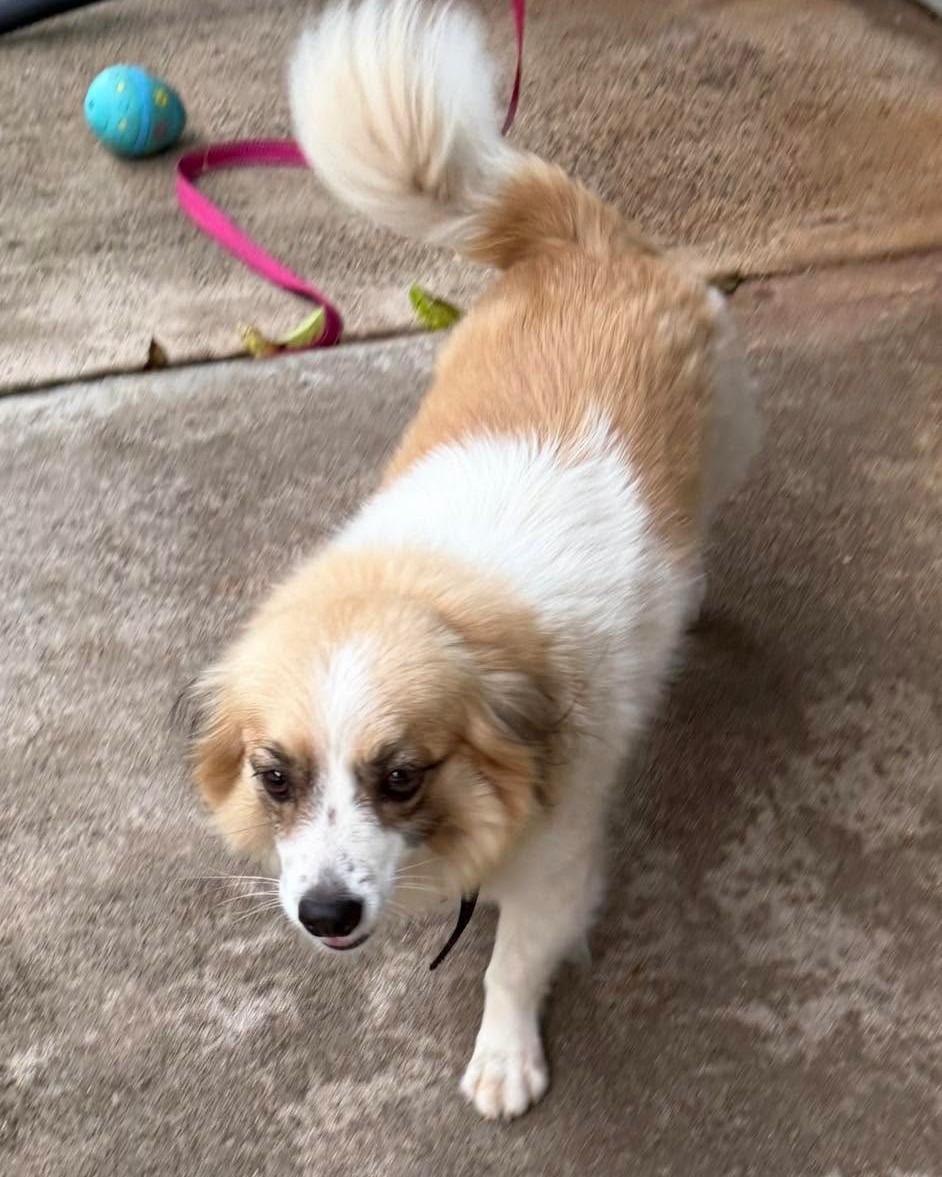 LOST PET - Oahu | Stolen Stuff Hawaii