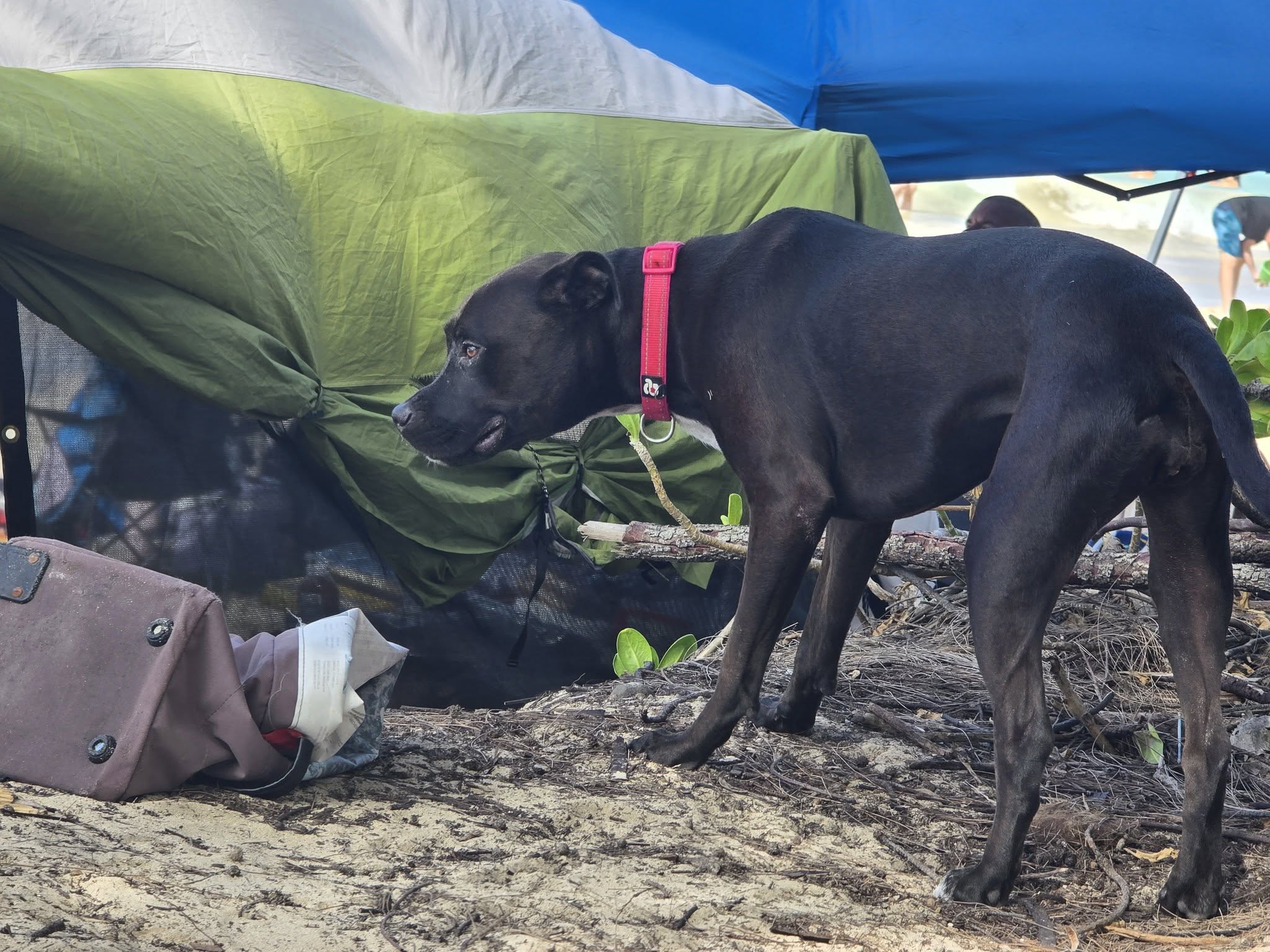 LOST PET - Oahu | Stolen Stuff Hawaii
