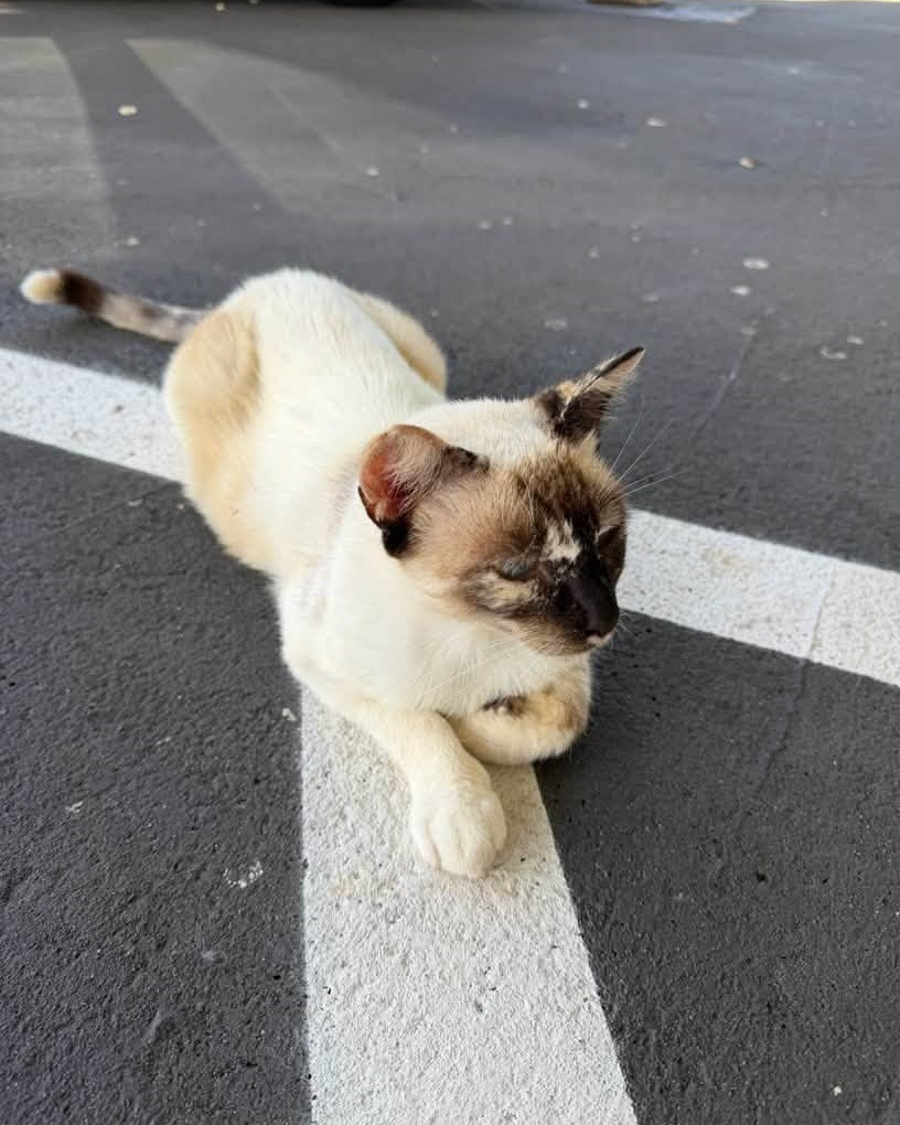 LOST PET - Oahu | Stolen Stuff Hawaii