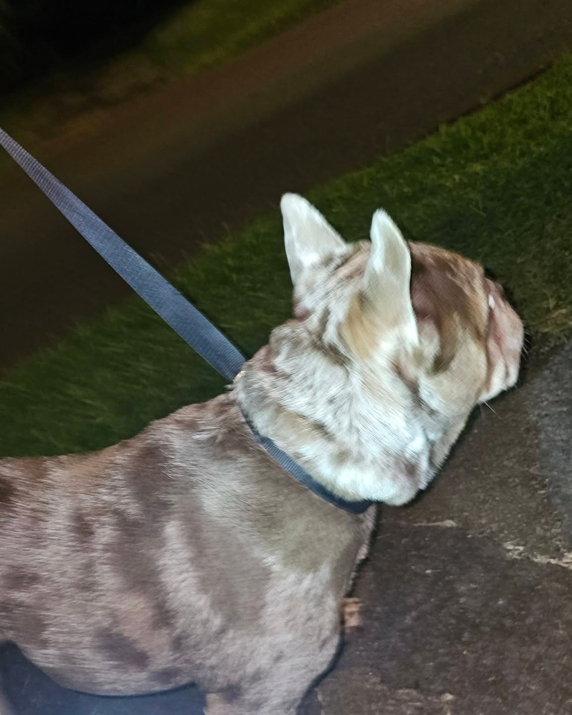 FOUND PET - Oahu | Stolen Stuff Hawaii